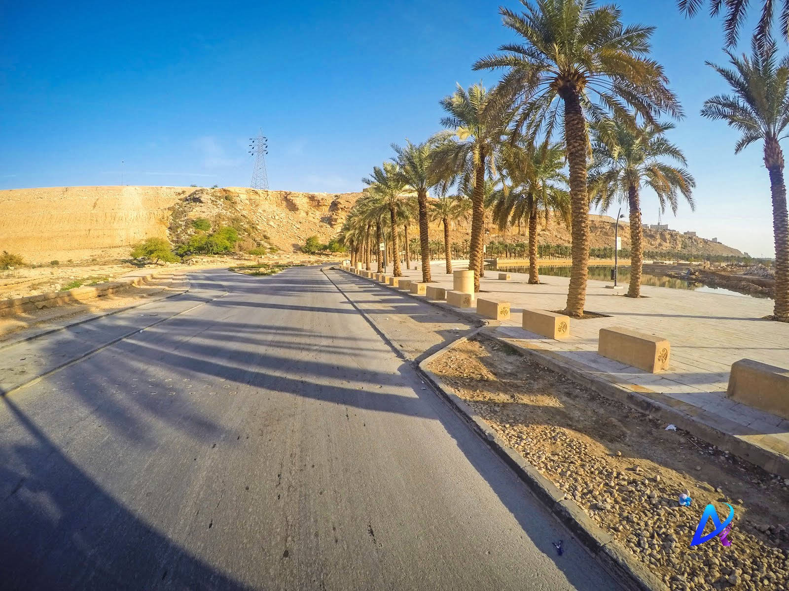 Palm Trees In Riyadh