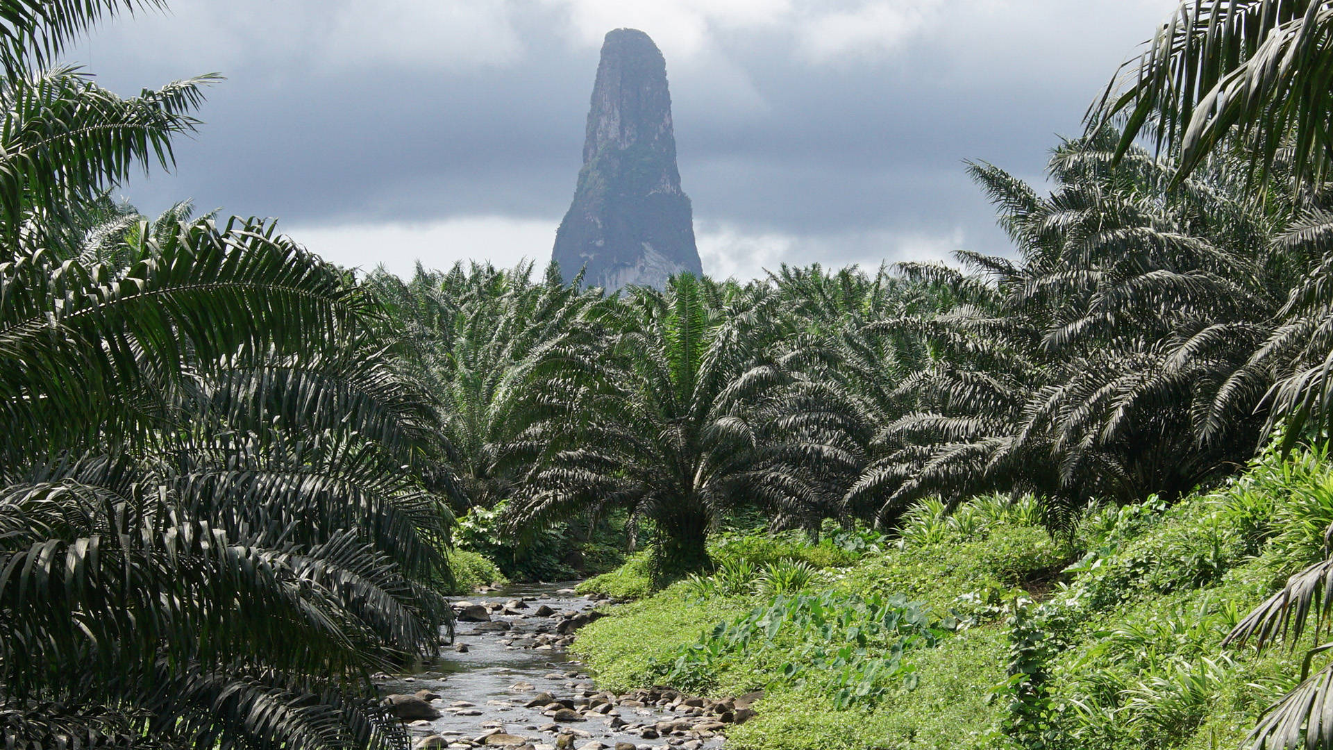 Palm Trees In Sao Tome And Principe