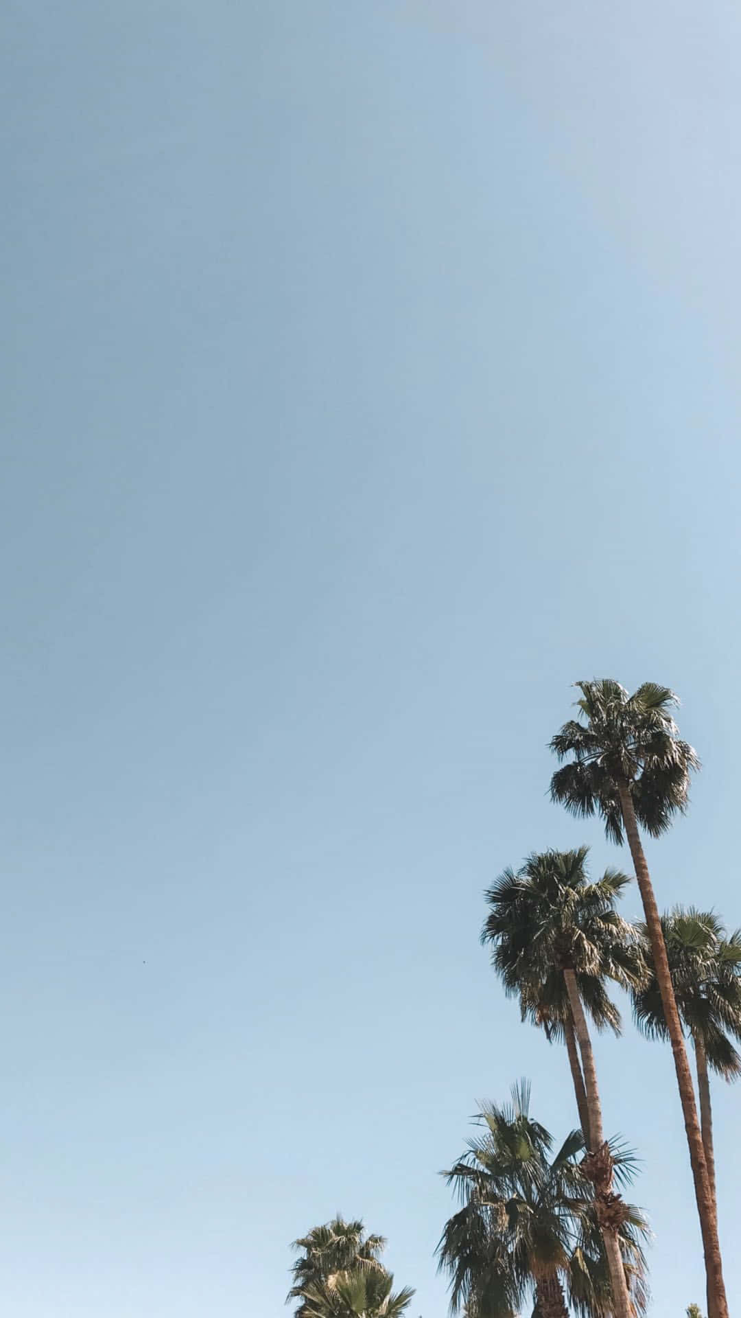 Palm Trees In The Desert Background