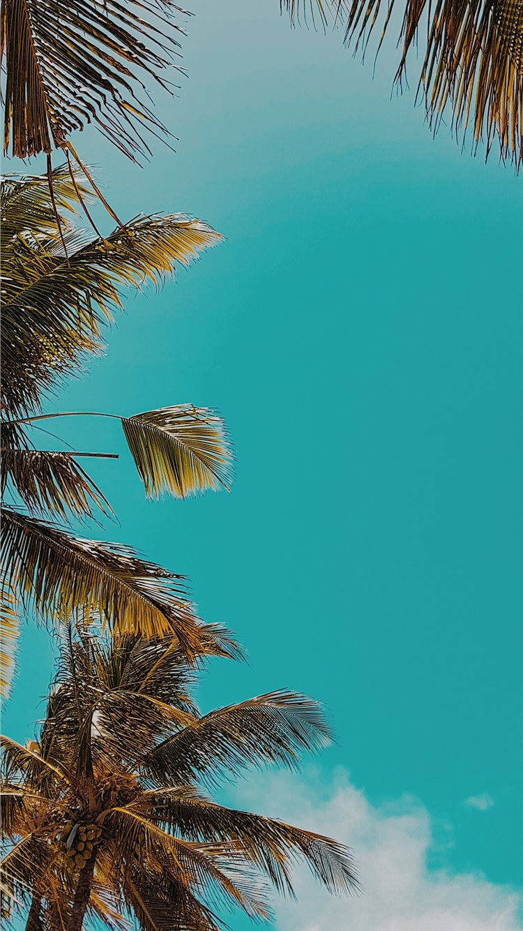 Palm Trees In The Sky Background