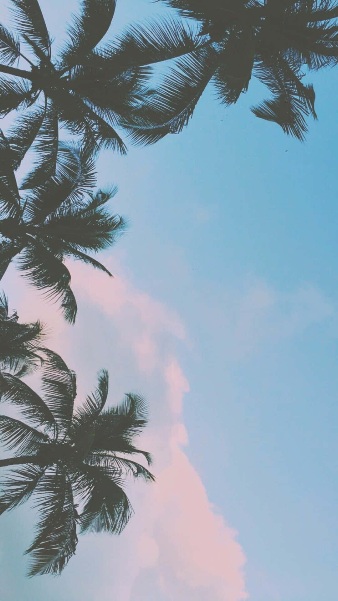 Palm Trees In The Sky Background