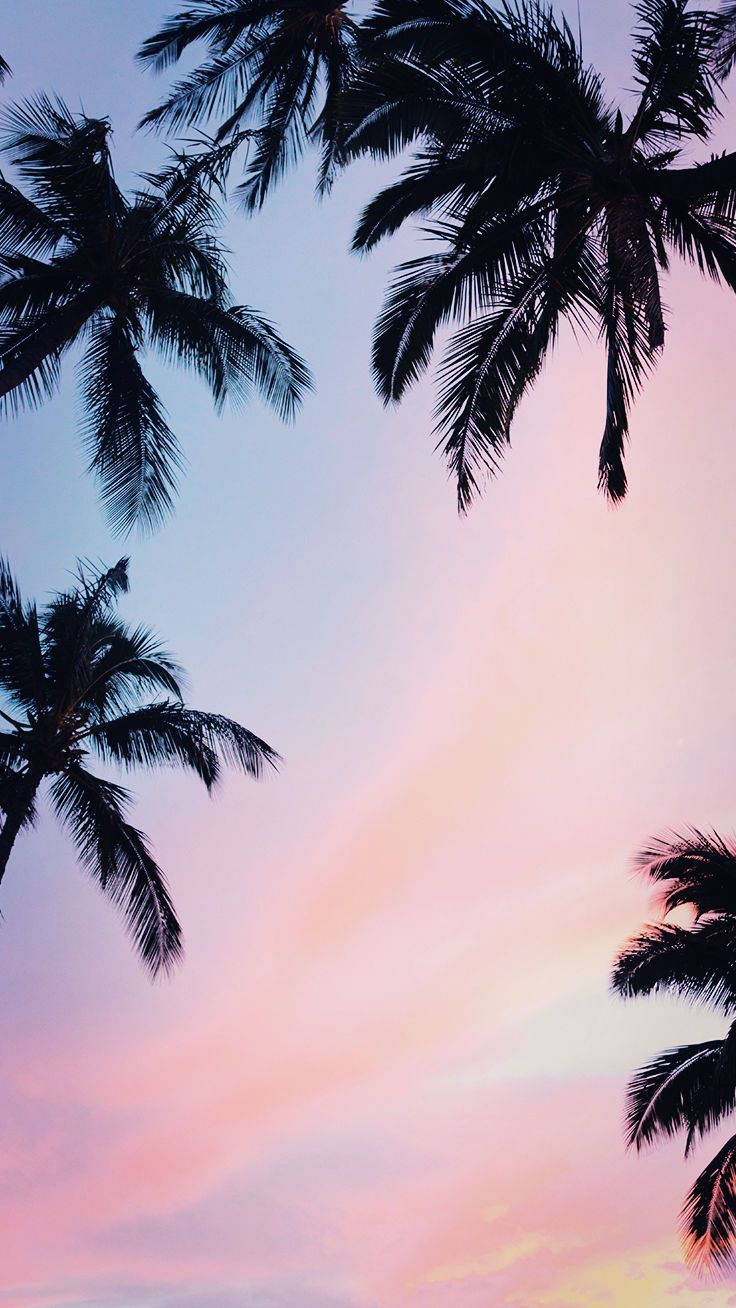 Palm Trees In The Sky At Sunset Background