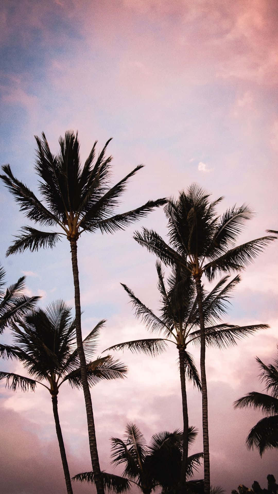 Palm Trees In The Sky Background
