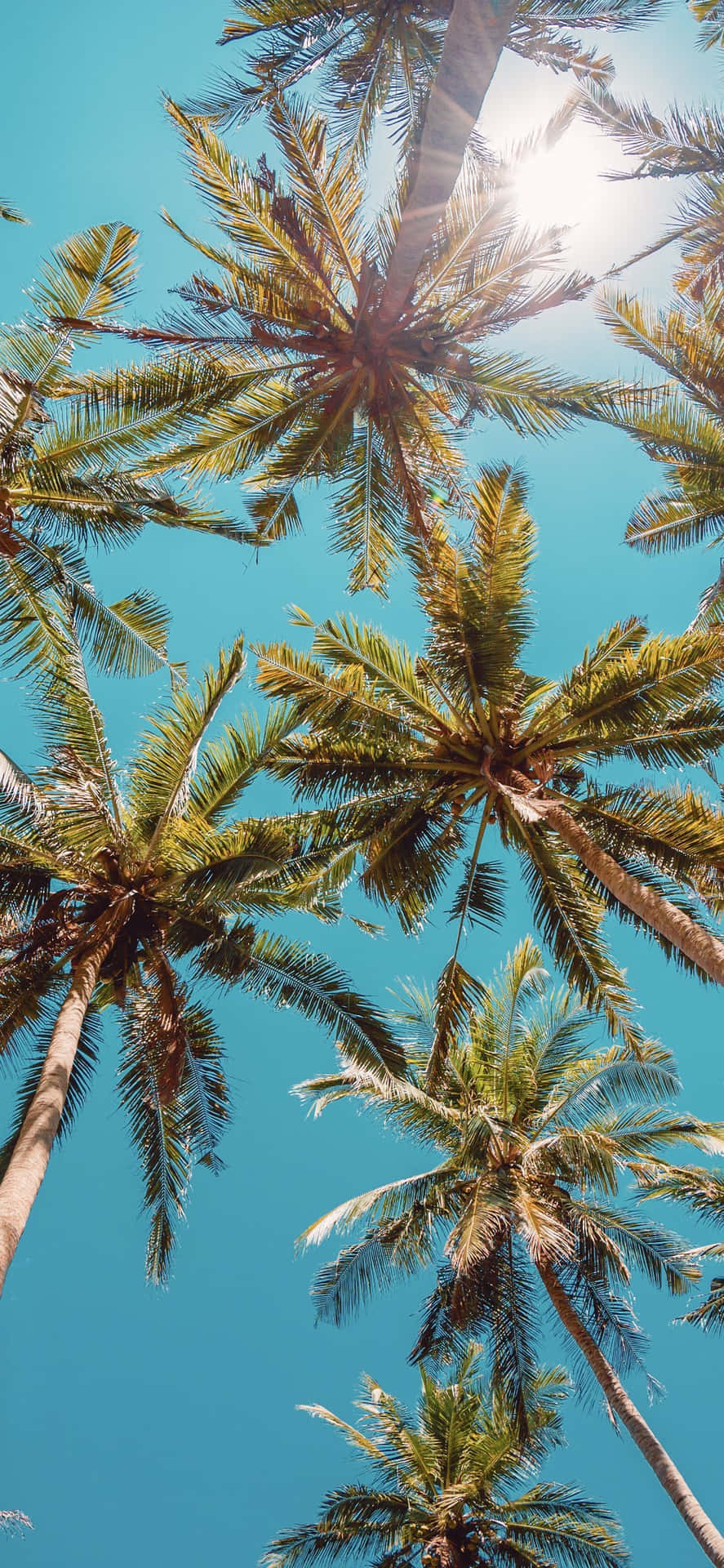 Palm Trees In The Sky With Sun Shining Through Them Background