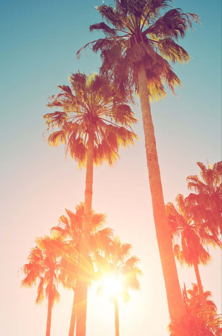 Palm Trees In The Sun Background