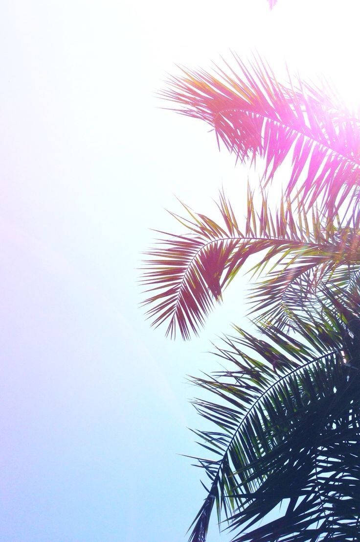 Palm Trees In The Sun With A Blue Sky Background