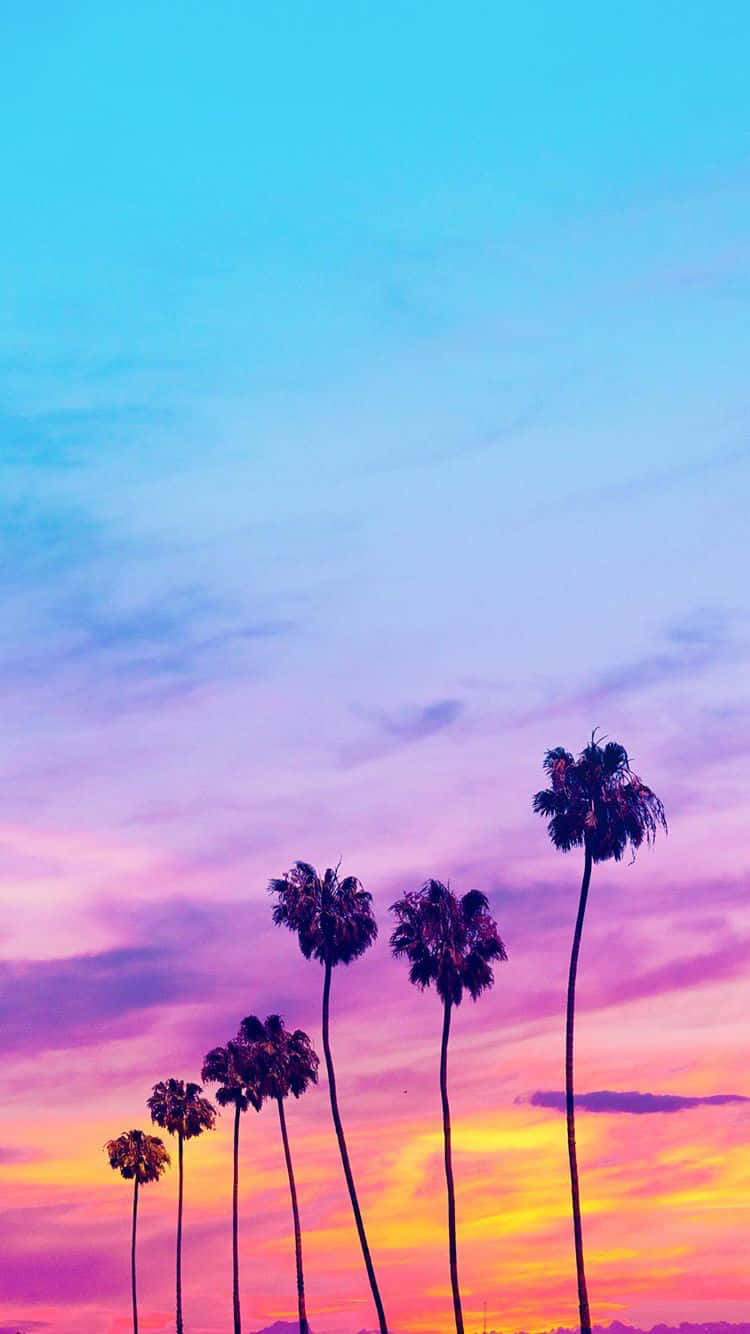 Palm Trees In The Sunset Background