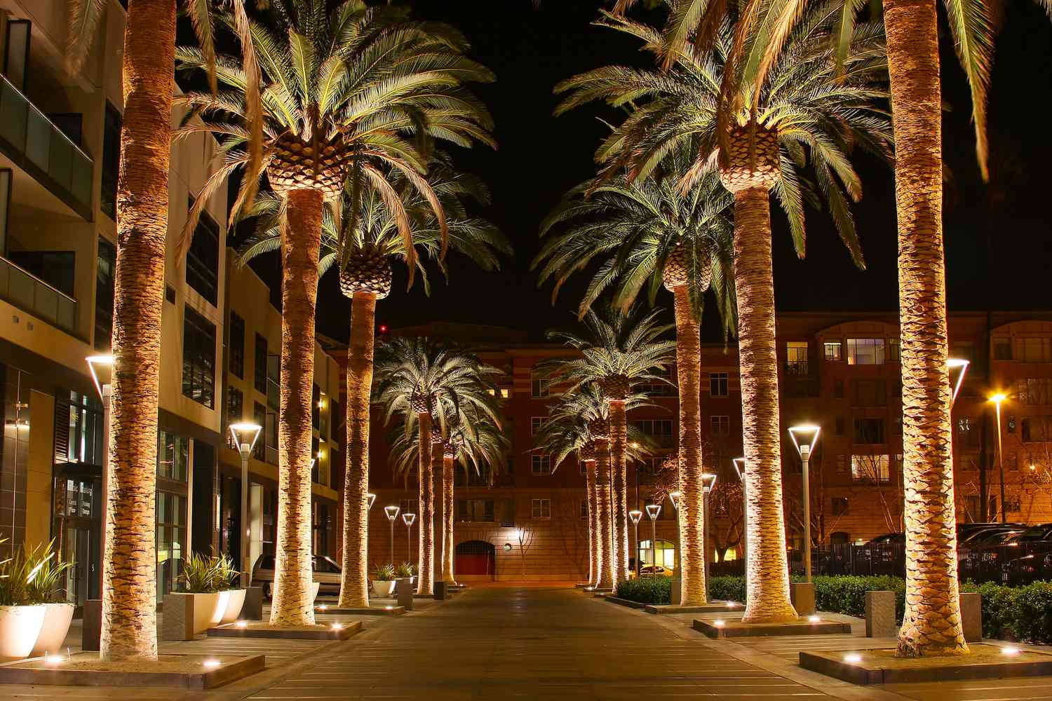 Palm Trees Lined Up In A Walkway At Night