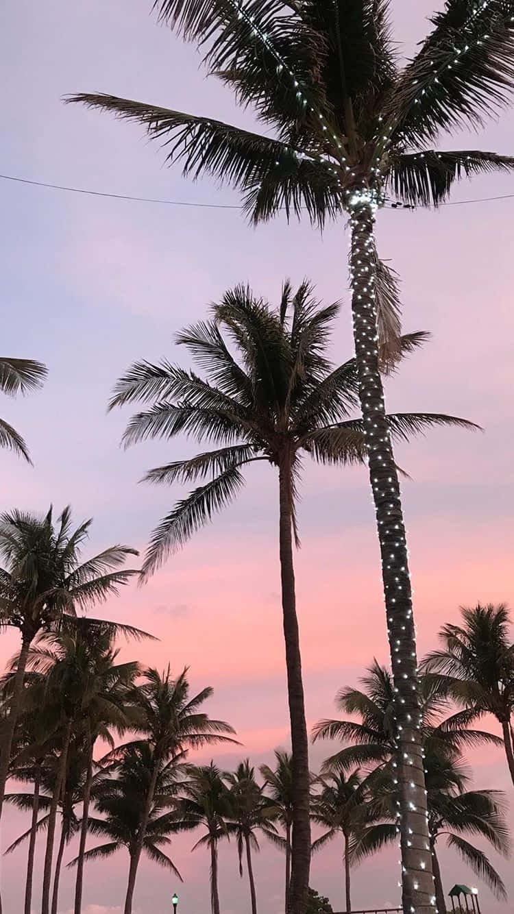 Palm Trees Lit Up At Sunset On The Beach Background