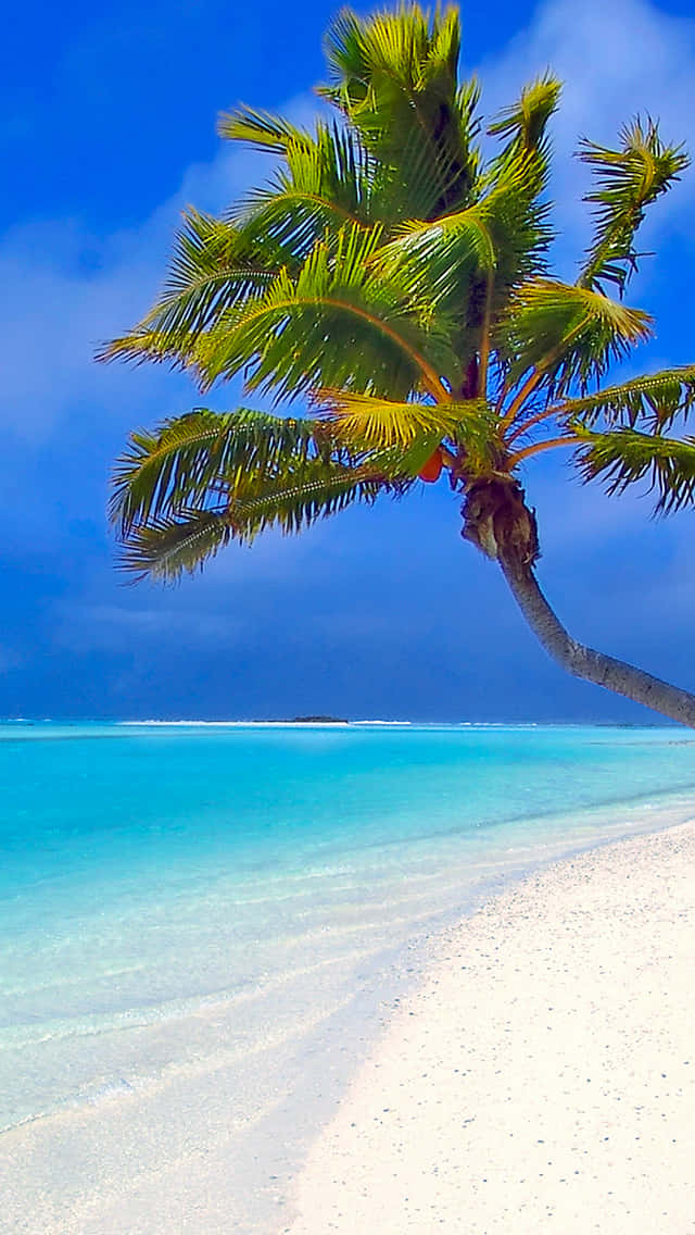 Palm Trees Maldives Tropical Beach Background