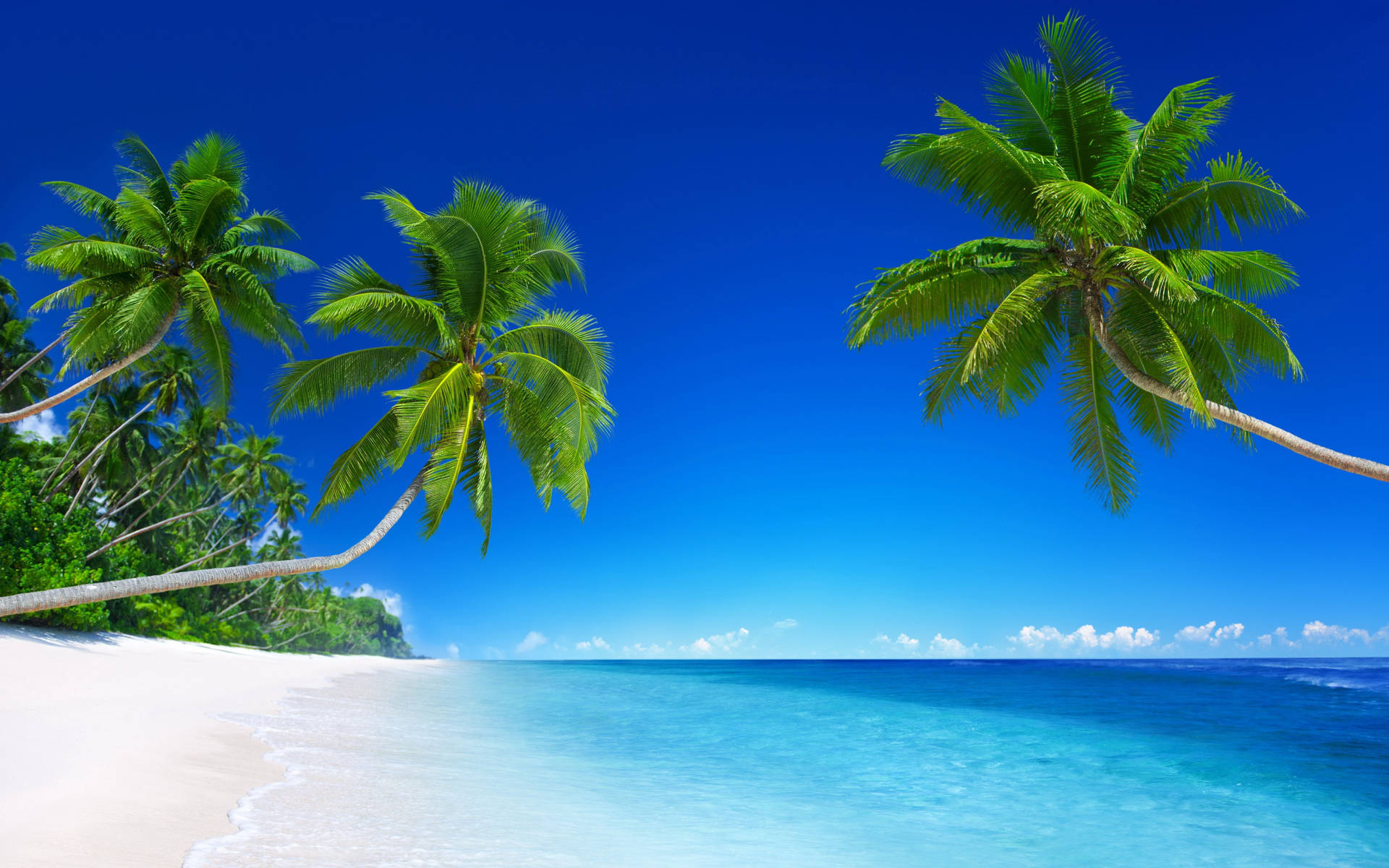 Palm Trees On A Beautiful Beach Background