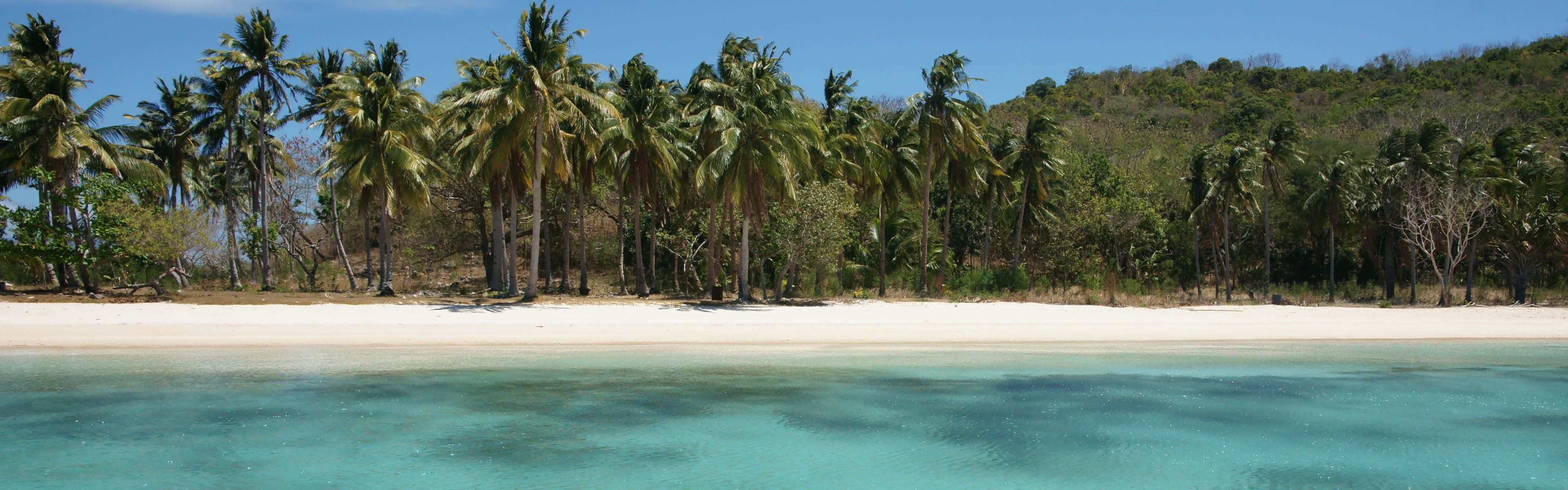 Palm Trees On Beach Dual Monitor Background