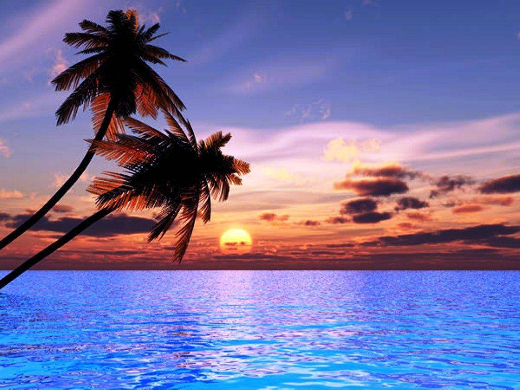 Palm Trees On Bioluminescent Beach Sunset Background