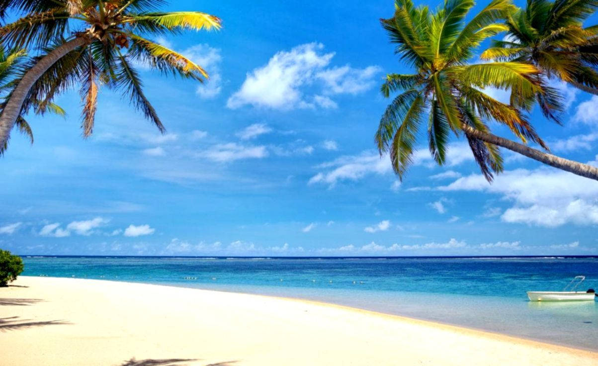Palm Trees On Mauritius Beach Background