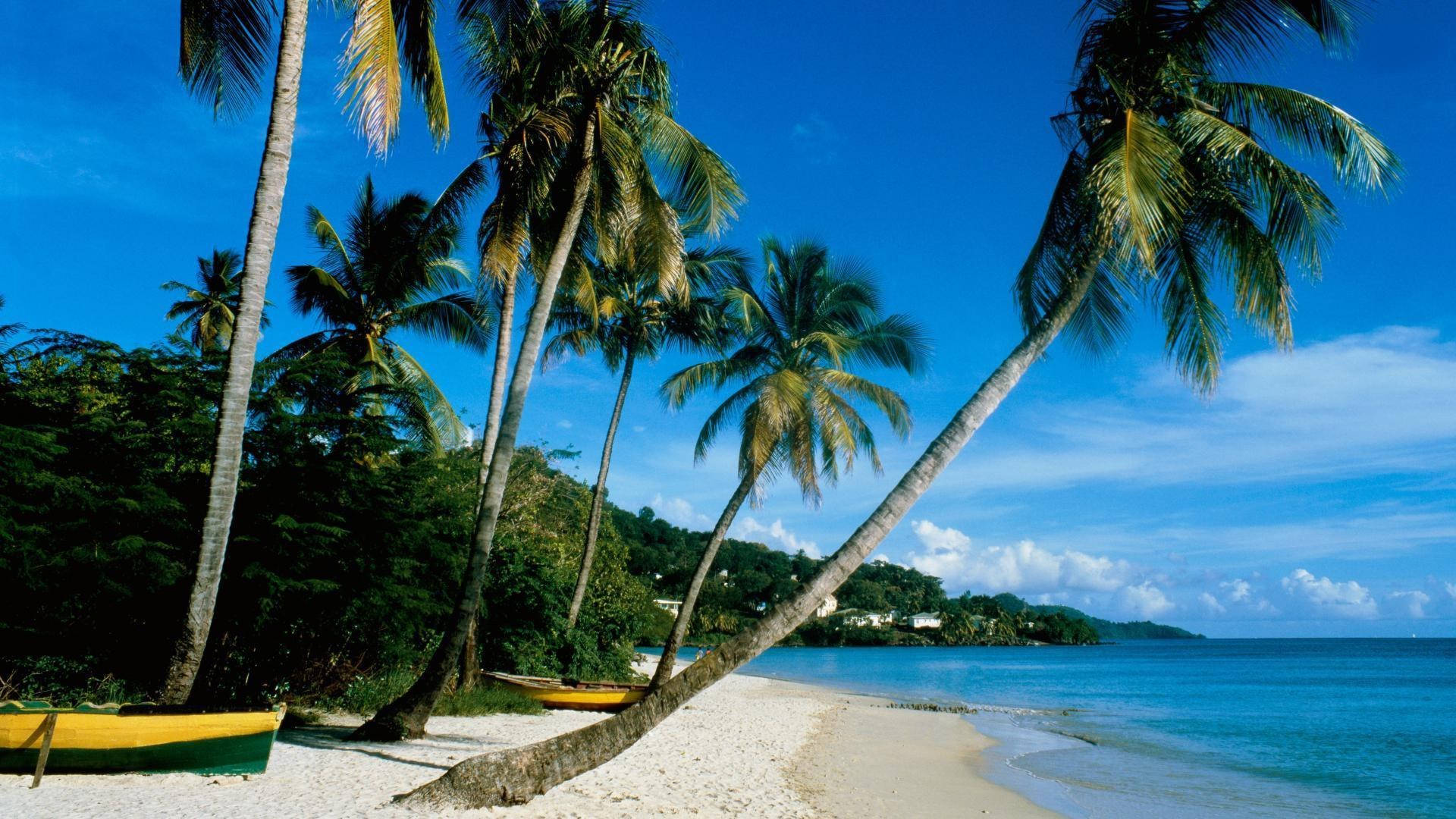 Palm Trees On Pattaya Beach Background