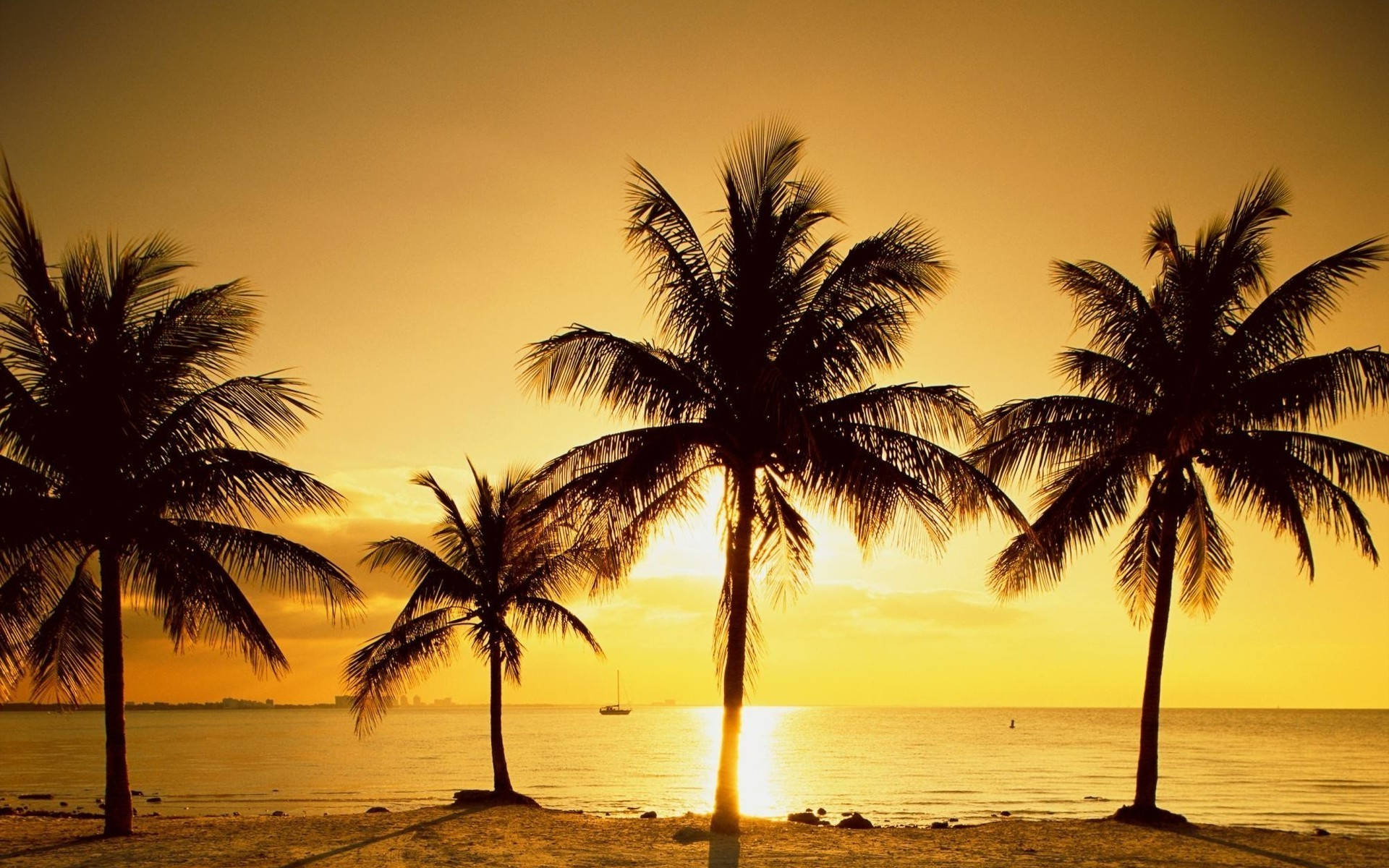 Palm Trees On The Beach At Sunset Background