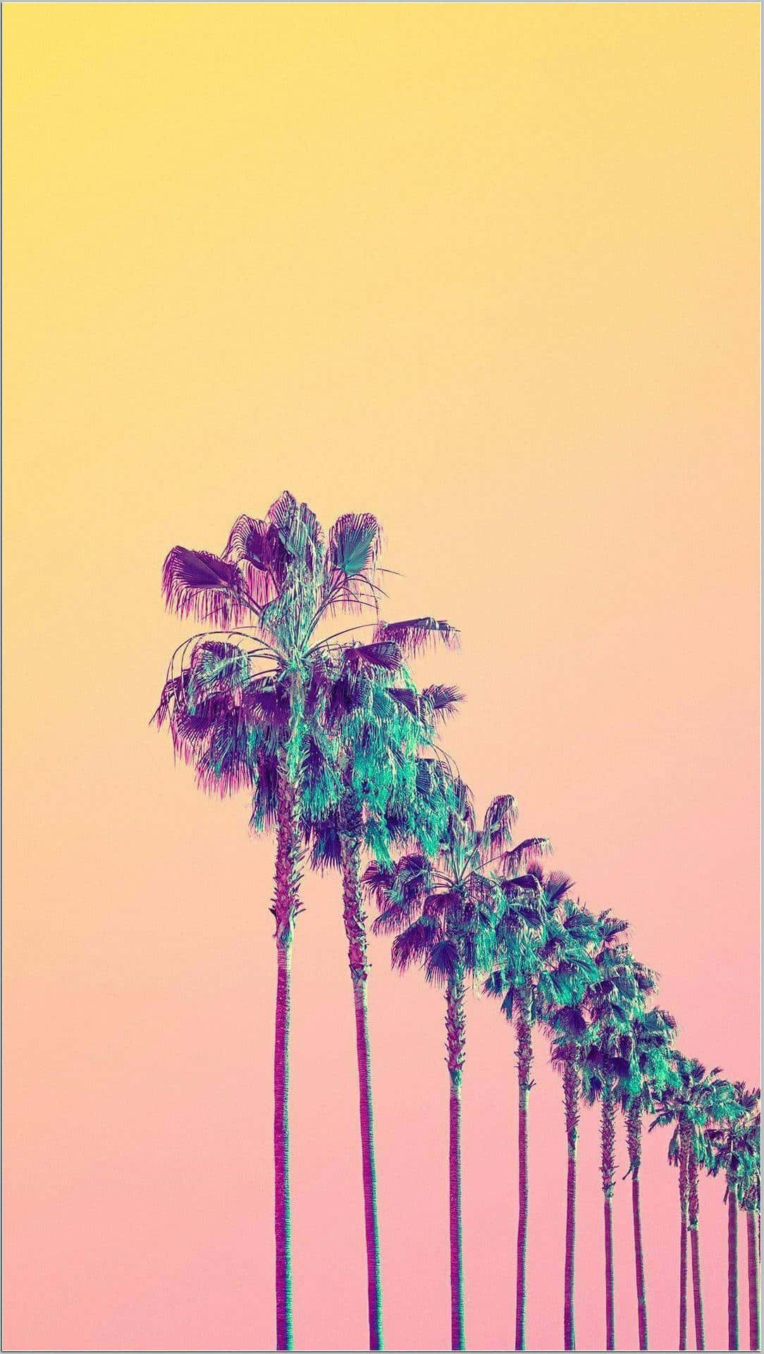 Palm Trees Plant Phone Background