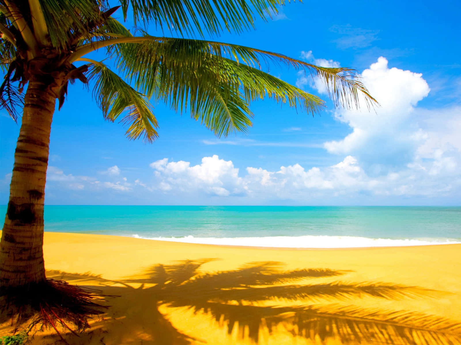 Palm Trees Puerto Rico Summer Beach