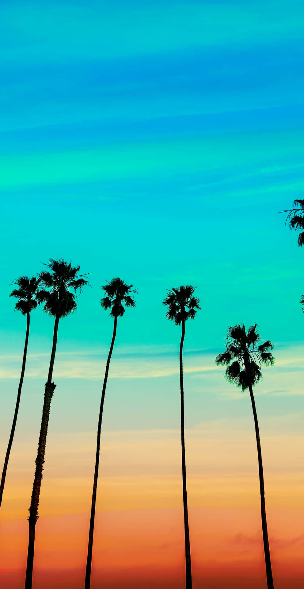 Palm Trees Silhouetted Against A Colorful Sunset Background