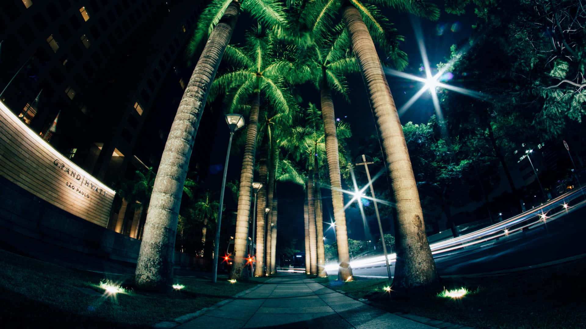 Palm Trees Street Night