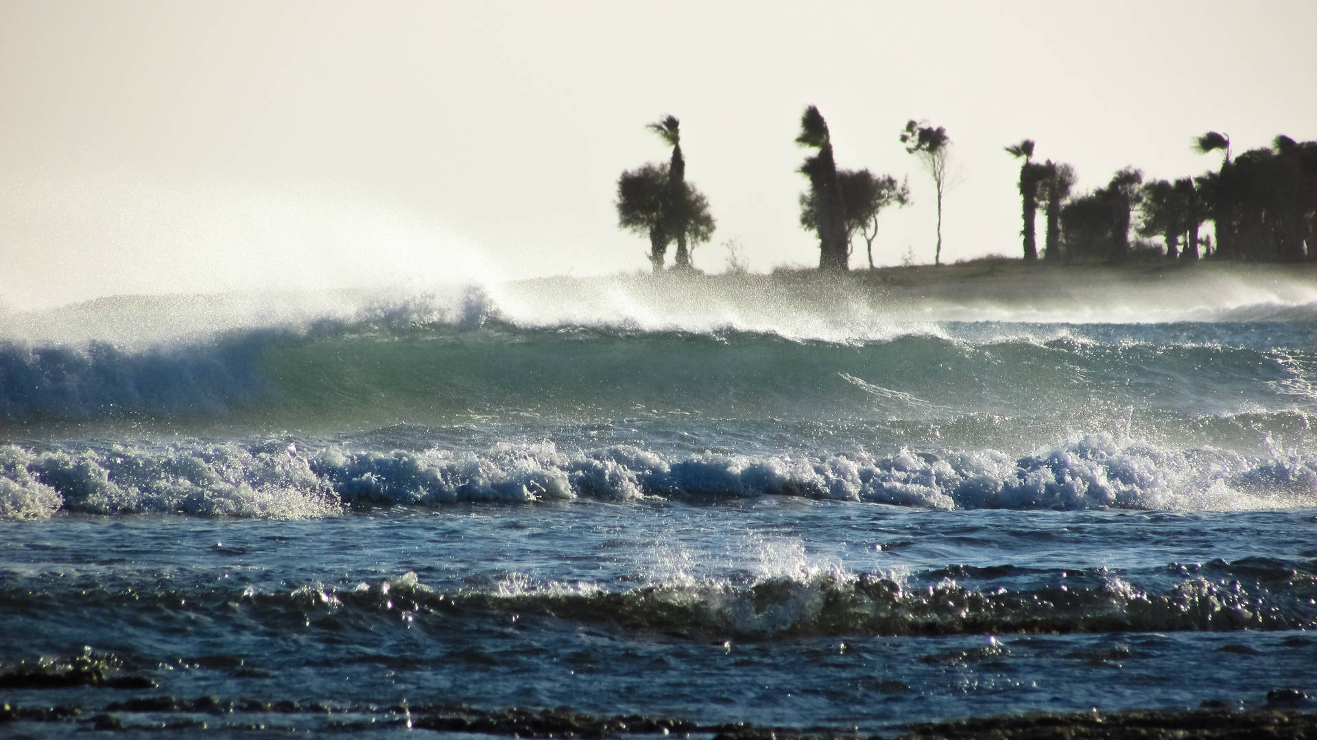Palm Trees Swept In Storm Background