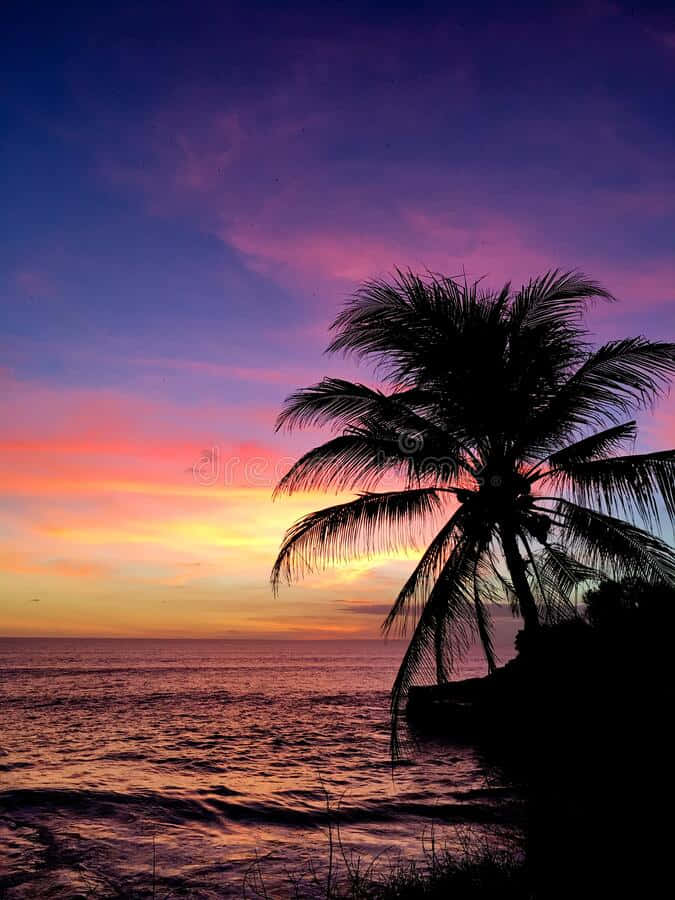 Palm Trees Tropical Beach Sunset Landscape