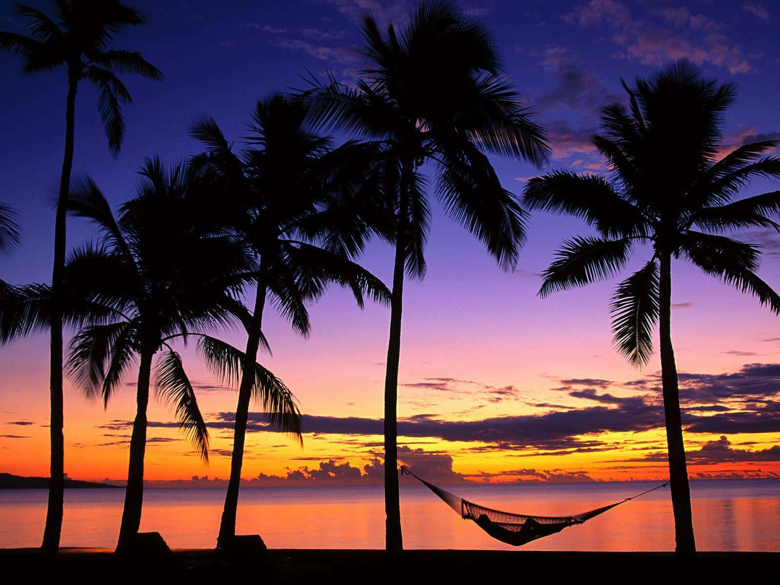 Palm Trees Tropical Beach Sunset View Background