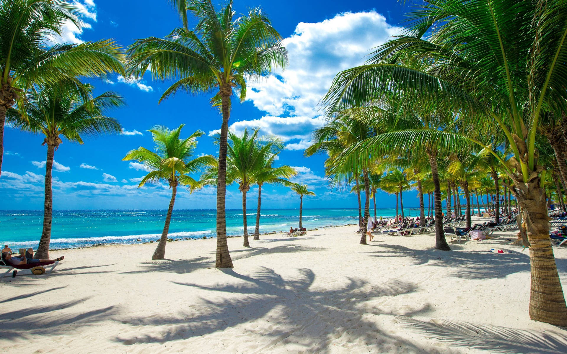Palm Trees White Beach