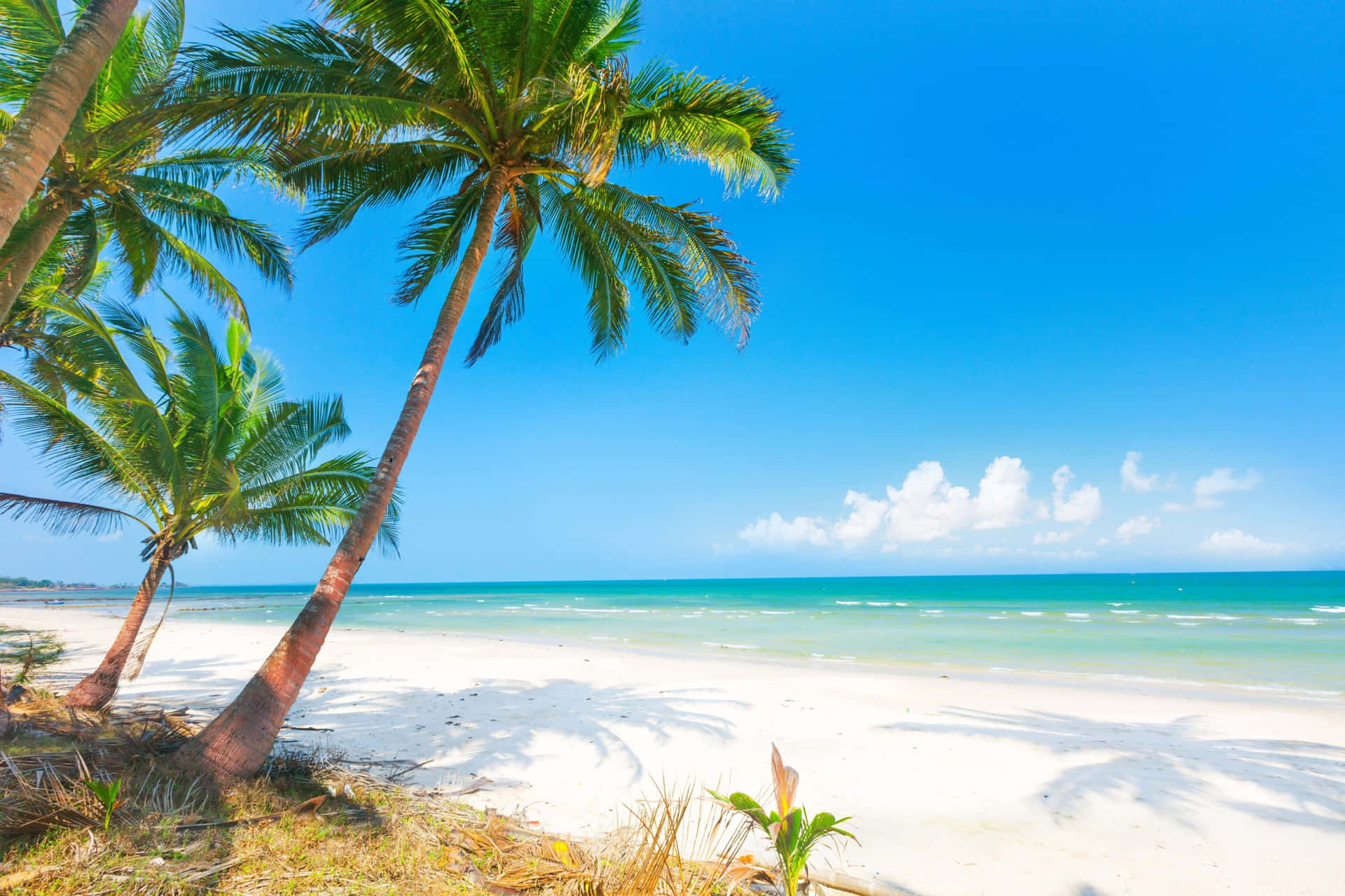 Palm Trees White Sand Beach Ocean Scenery Background