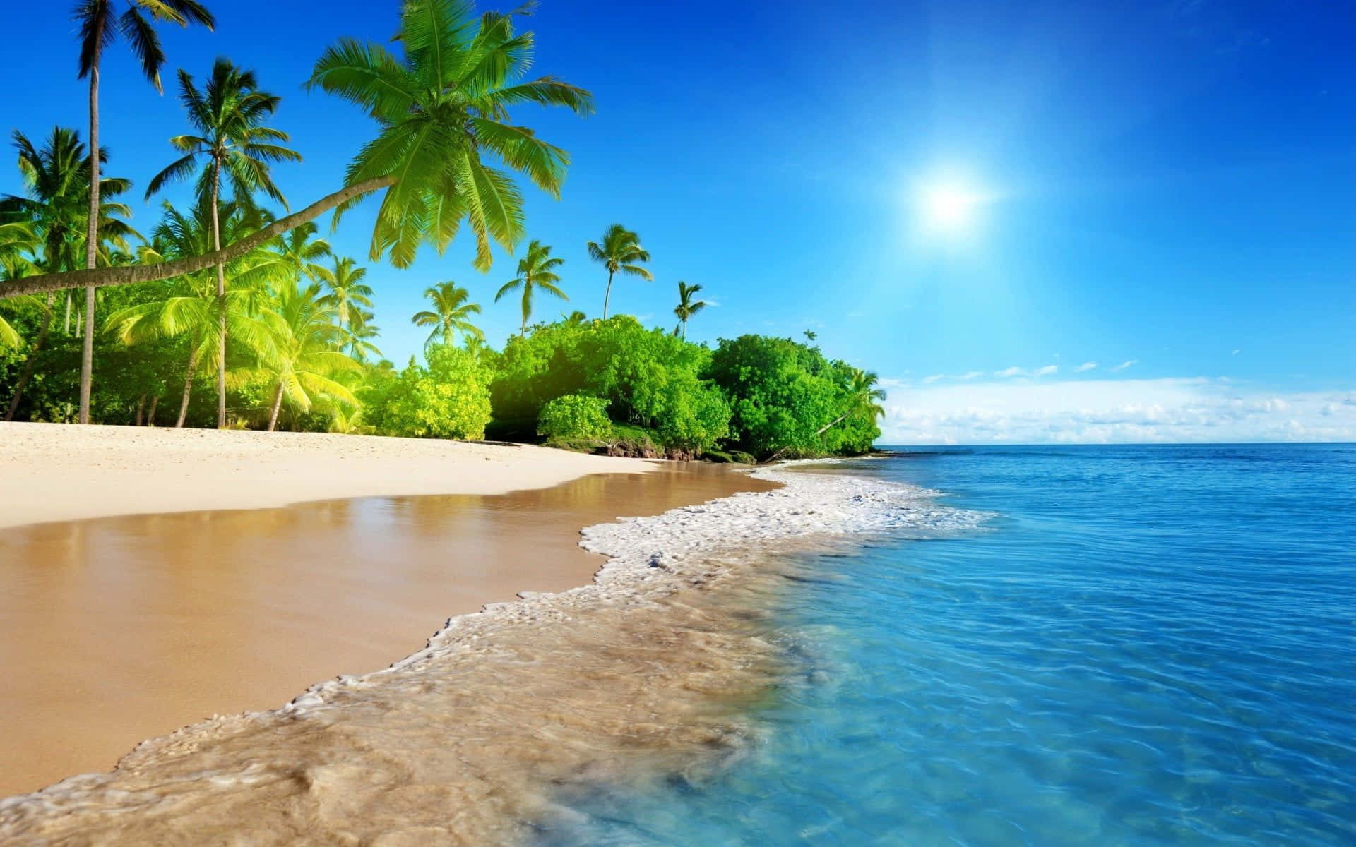 Palms Silhouetting Pacific Bliss Background