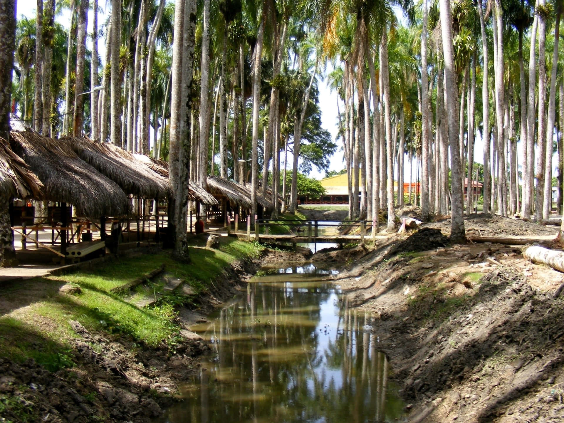 Palmtree Garden Paramaribo Background