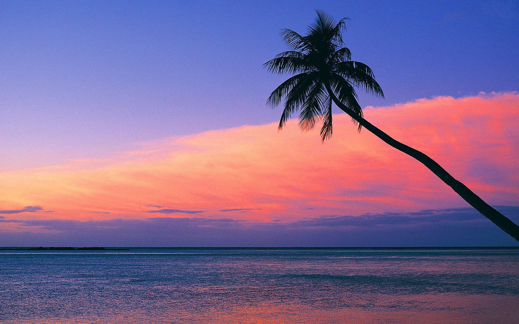 Palmtree Silhouette Pink Sunset Background