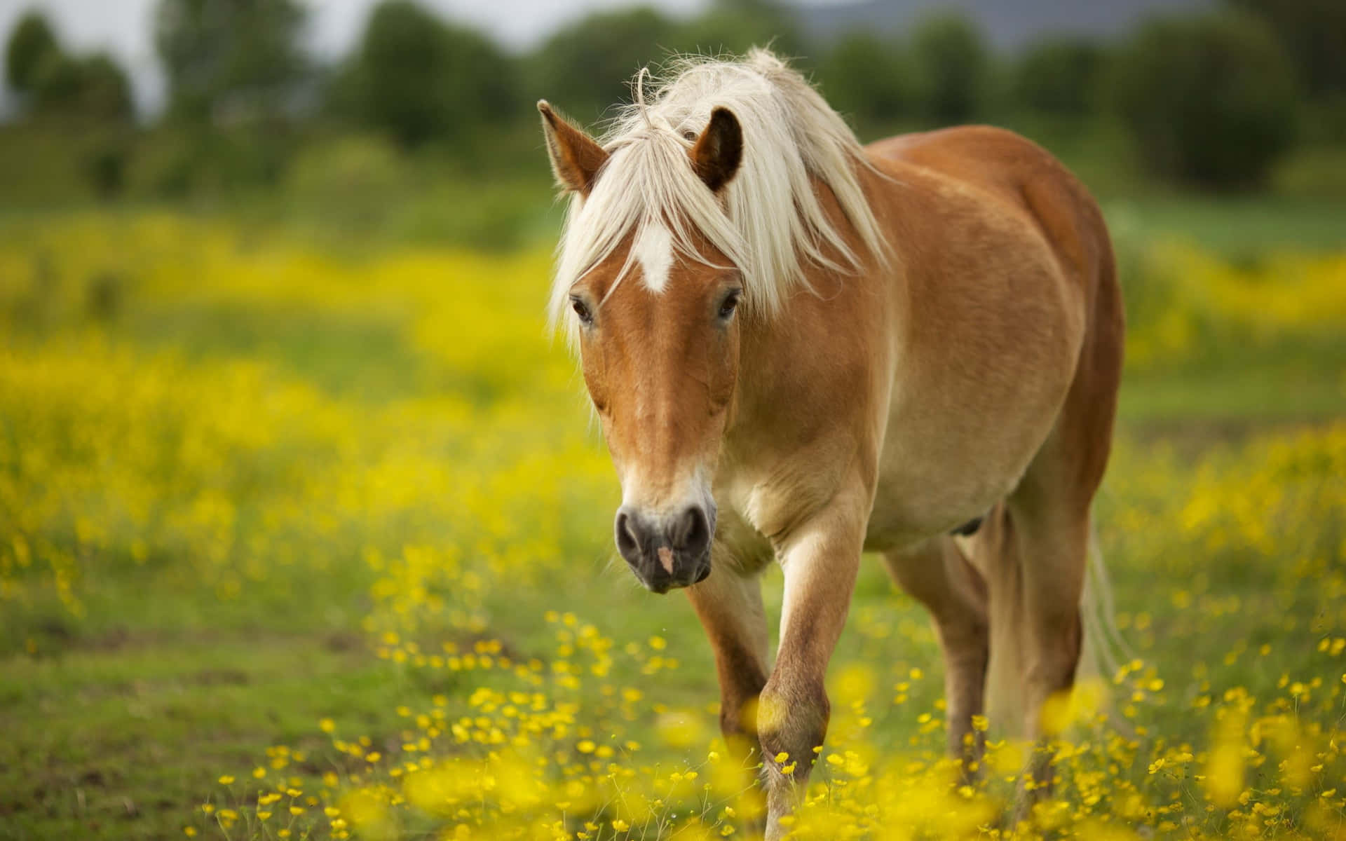 Palomino Horsein Yellow Flower Field