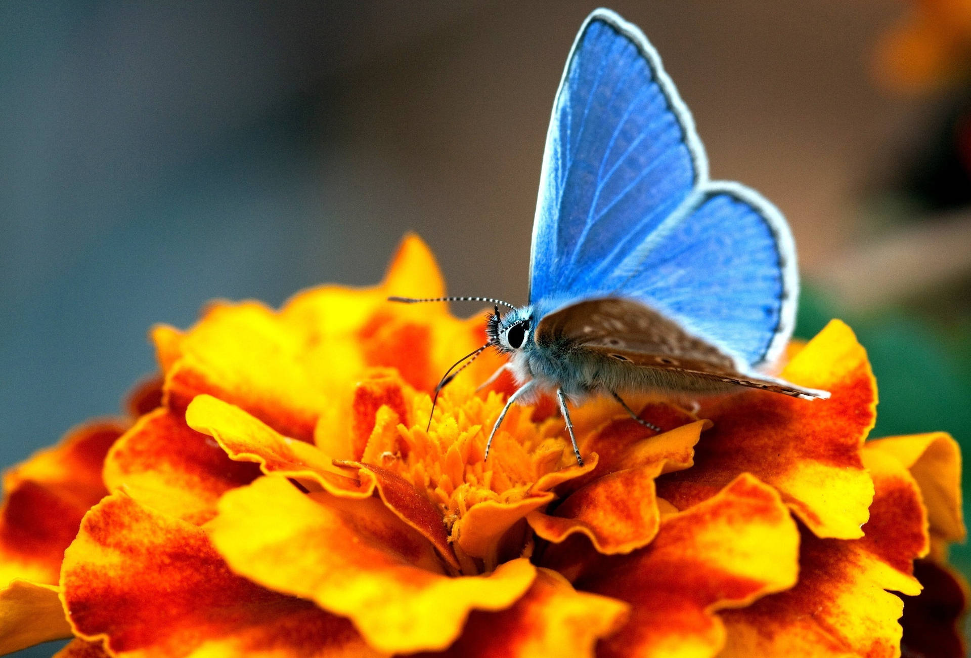 Palos Verdes Butterfly On Flower Background