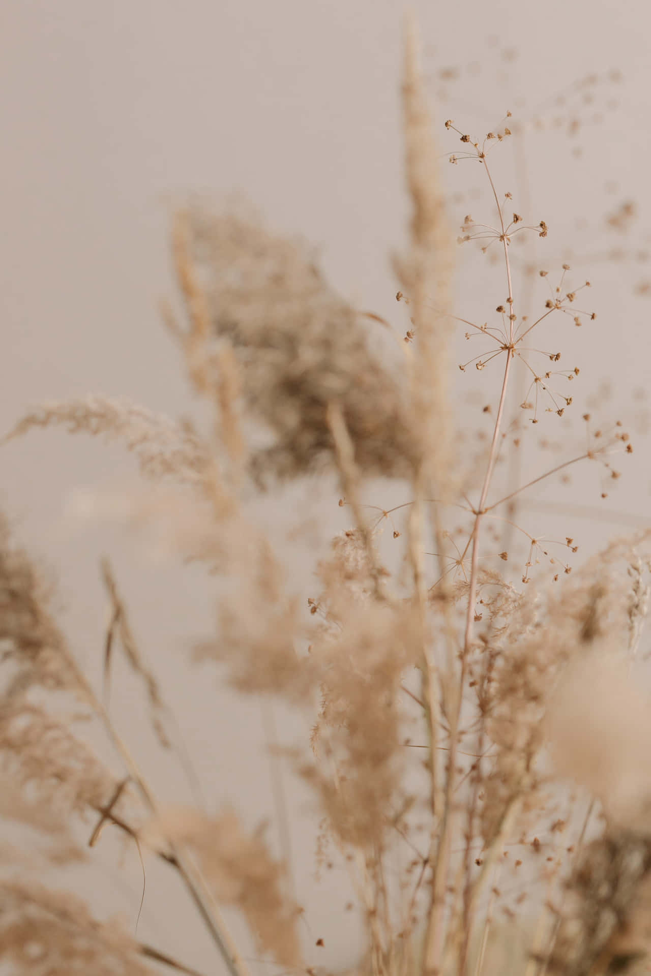 Pampas Grass Against Blue Sky Background