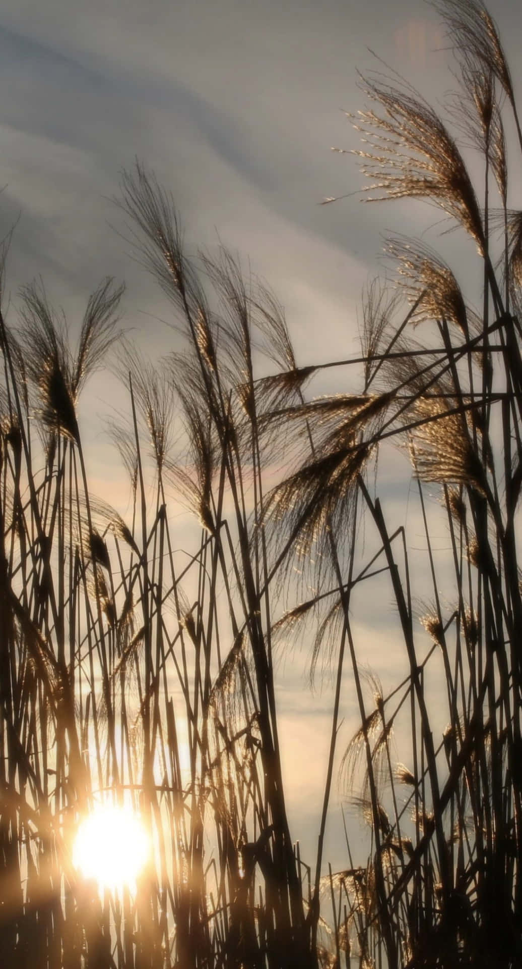 Pampas Grass Blowing In The Wind On A Sunny Day Background