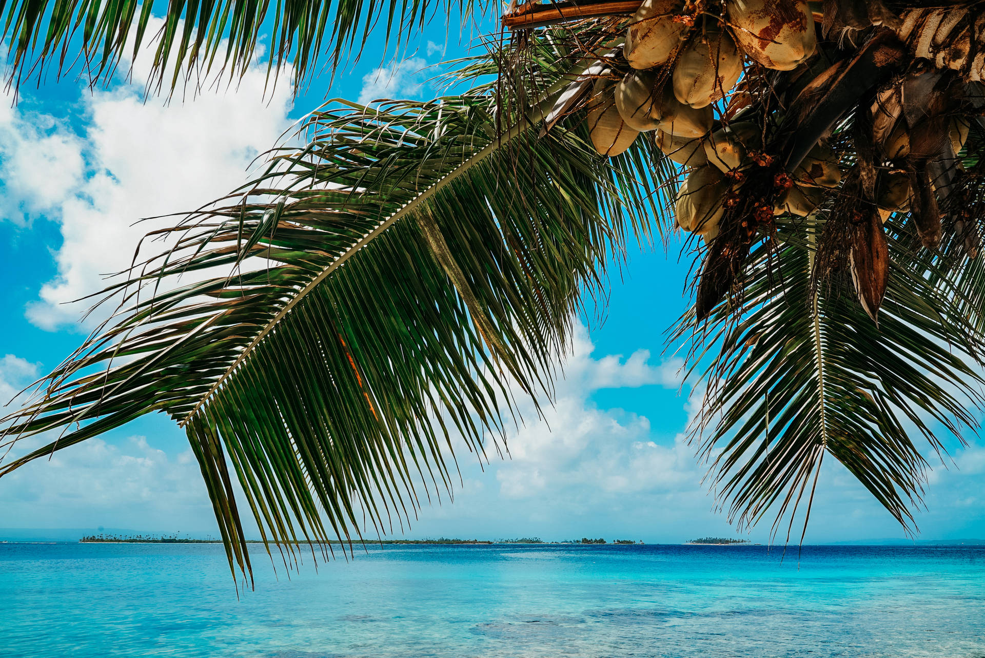 Panama Coconut Tree Background