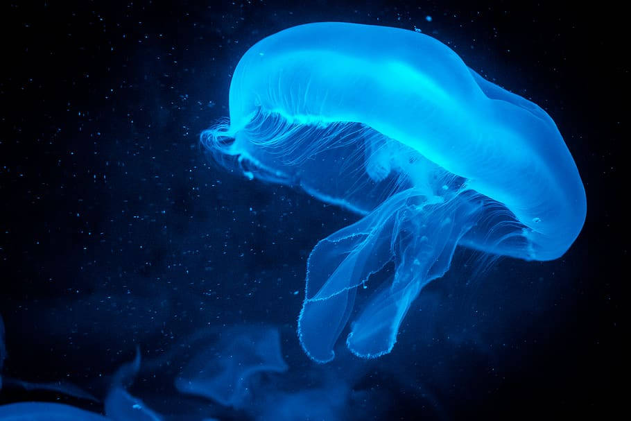 Panasonic Neon Blue Jellyfish Background