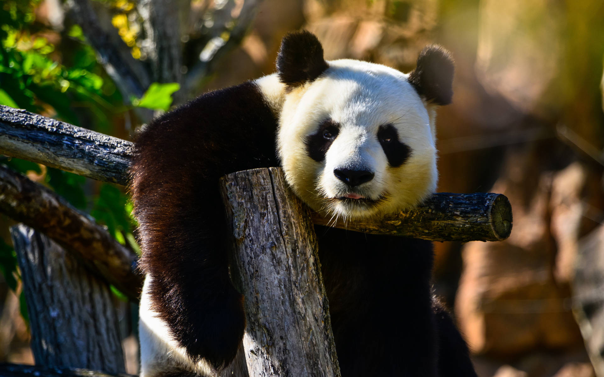 Panda Happy And Relaxing