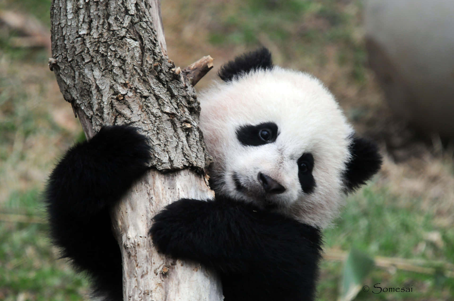 Panda Hugging A Tree Laptop Background
