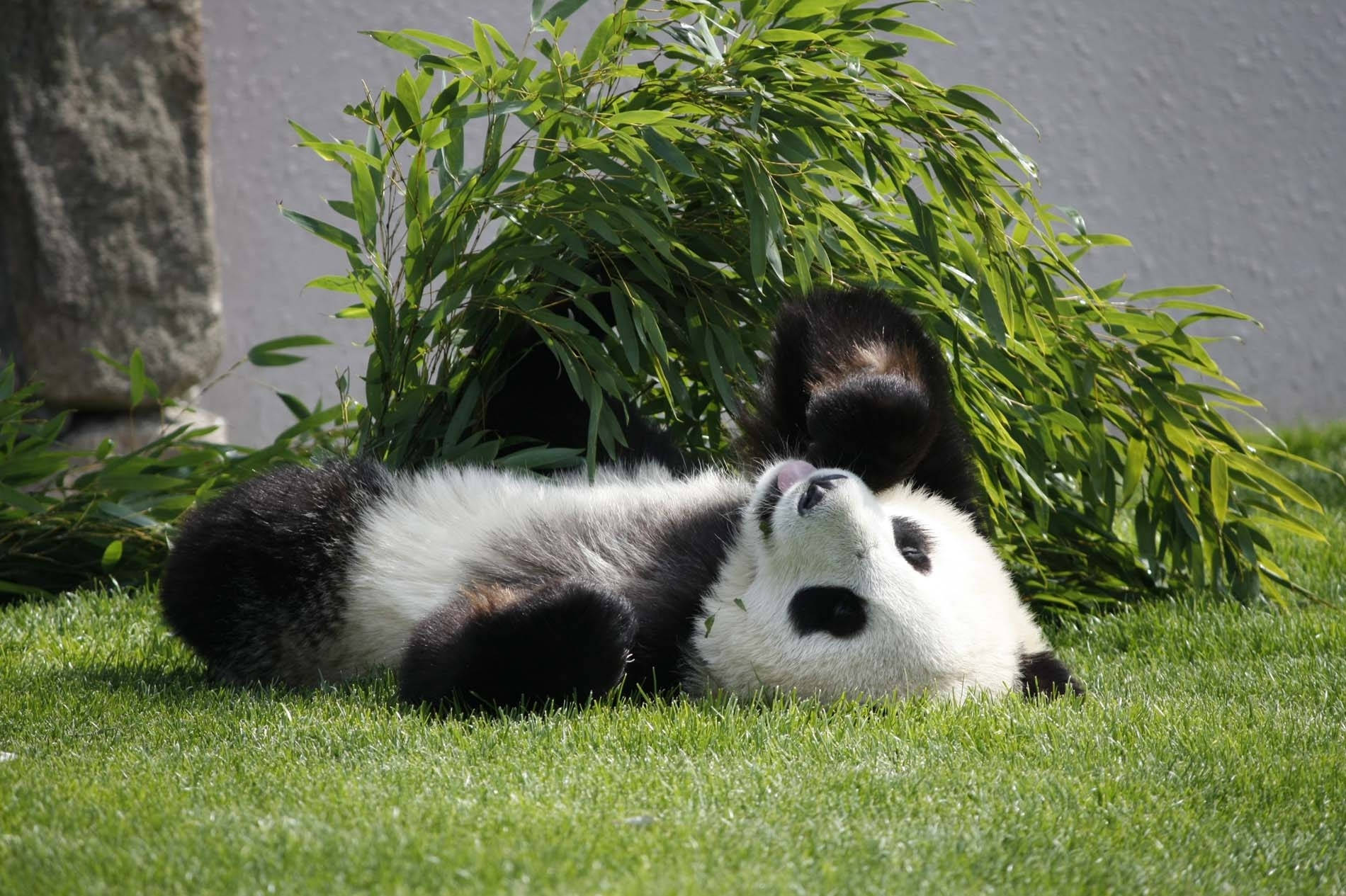 Panda Lying Face Up Background