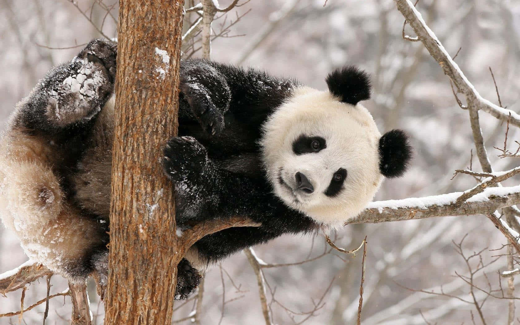 Panda On A Tree During Winter Laptop Background