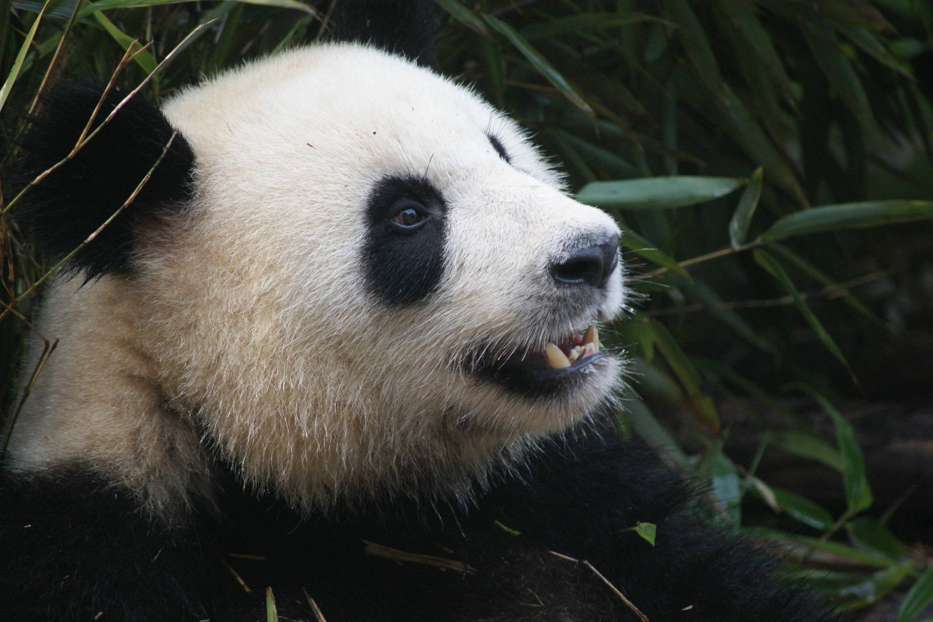 Panda Sharp Teeth Background