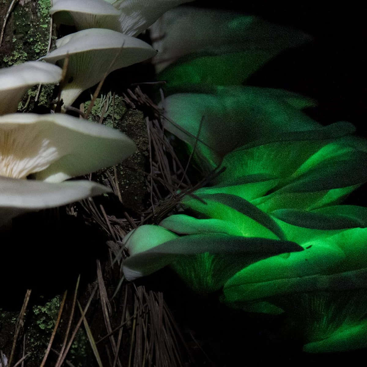 Panellus Fungus With Green Glow