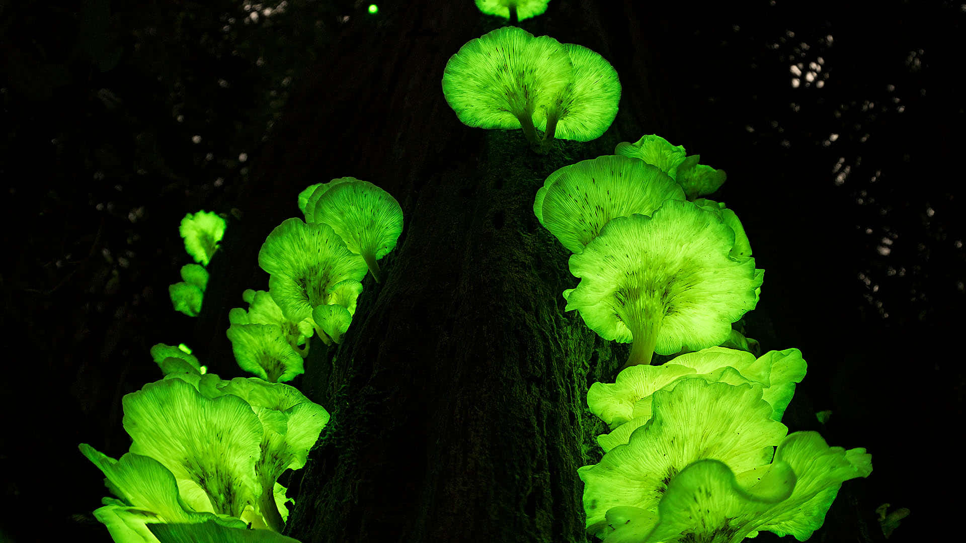 Panellus Fungus With Neon Green Cap