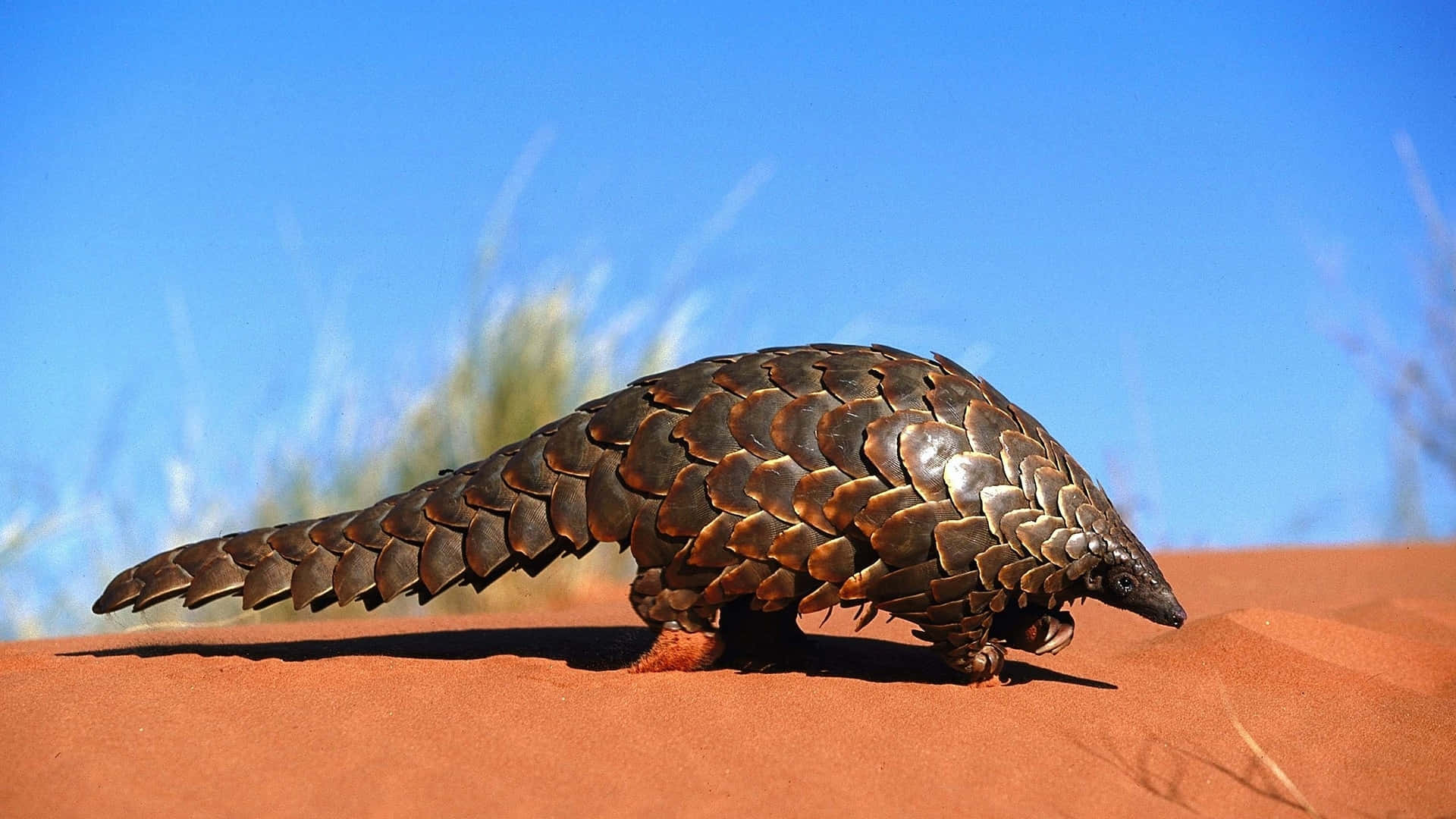 Pangolinon Sand Dune