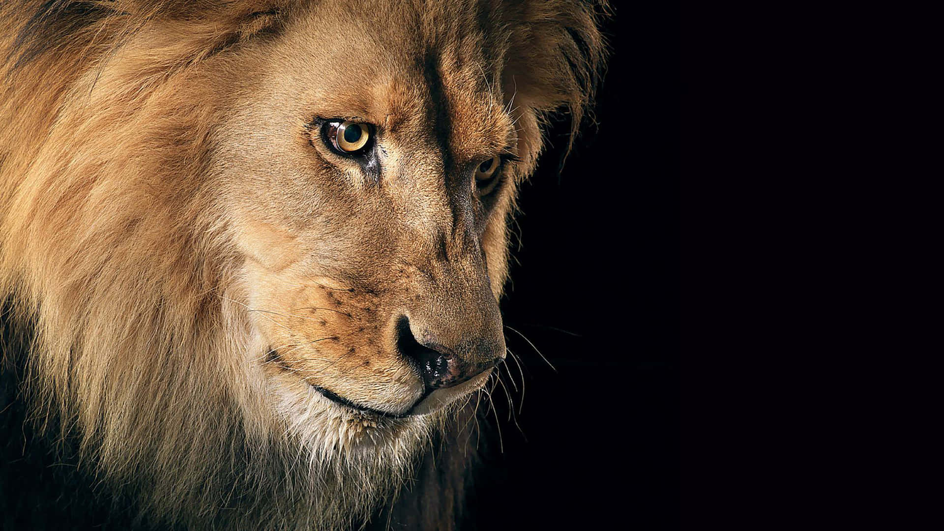 Panthera Leo Leo Lion Face Background