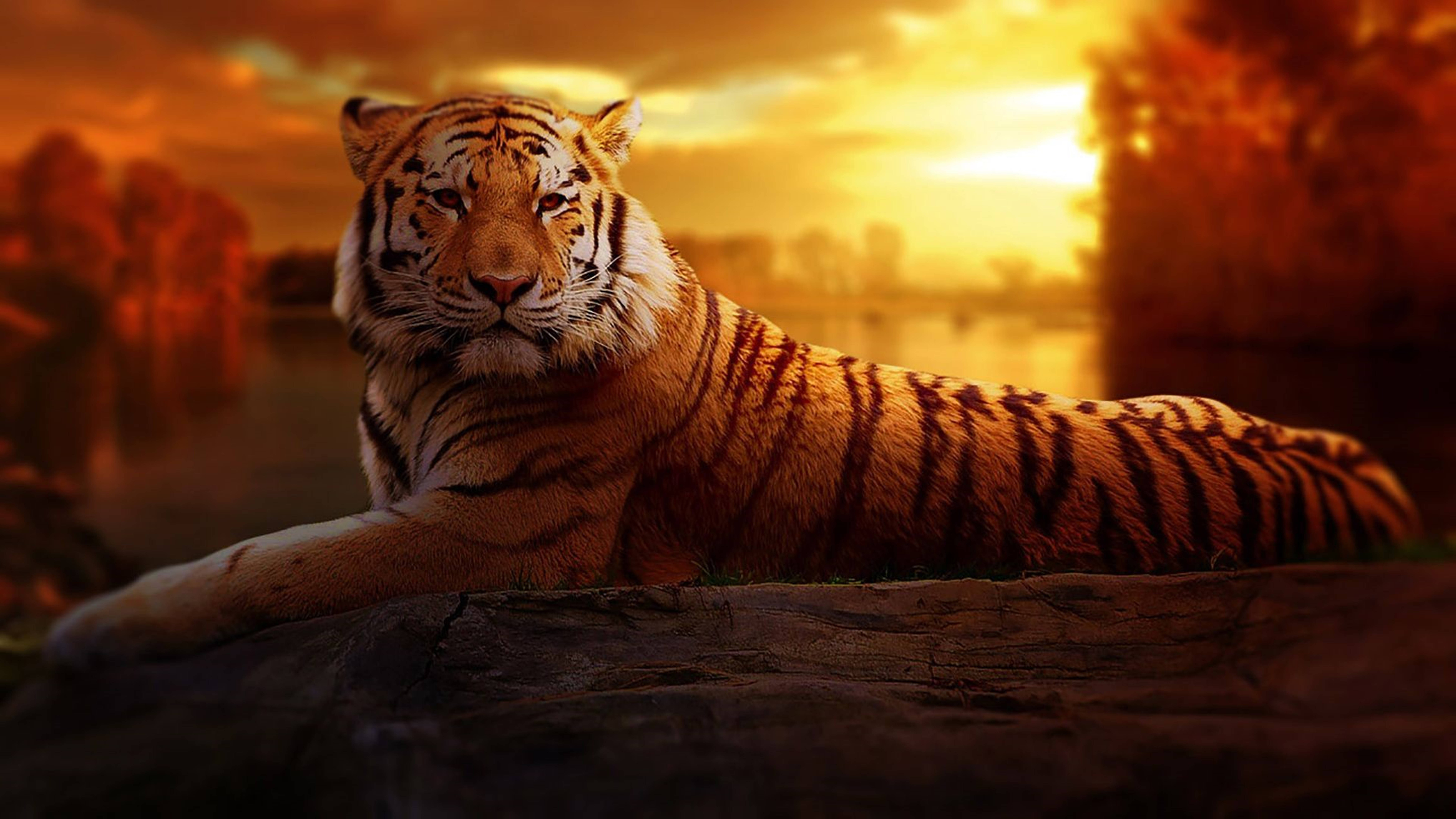 Panthera Tigris 8k Tiger Uhd