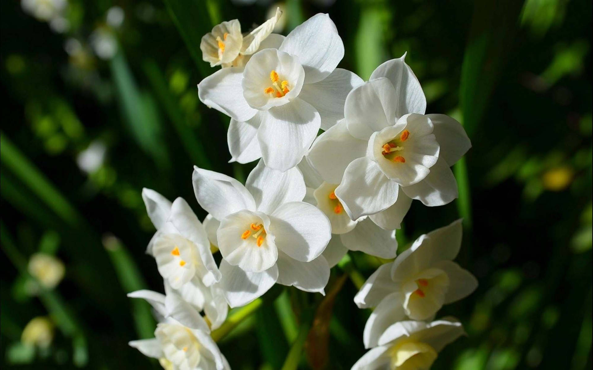Paperwhite Narcissus Flowers Background