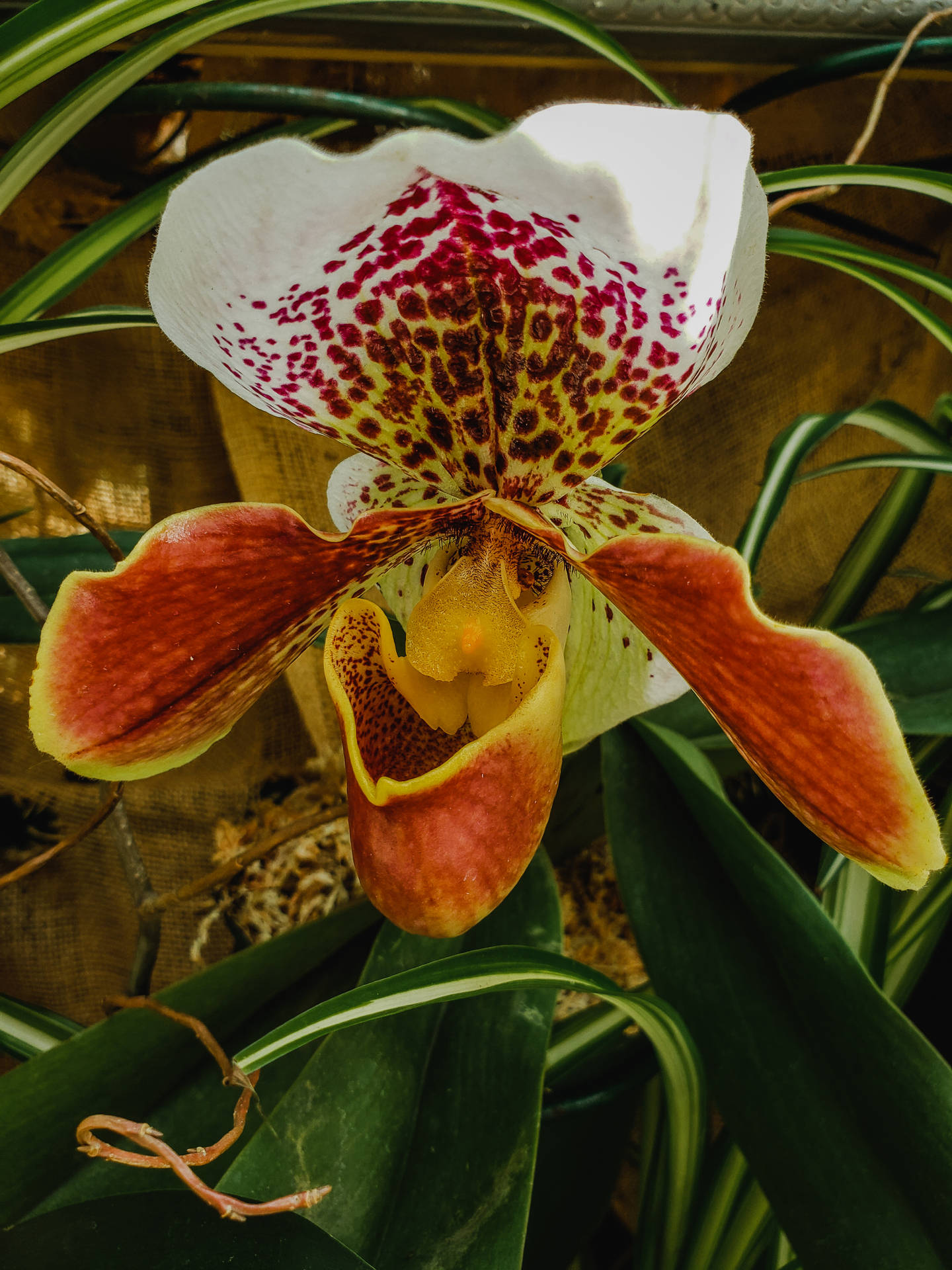 Paphiopedilum Orchid Background